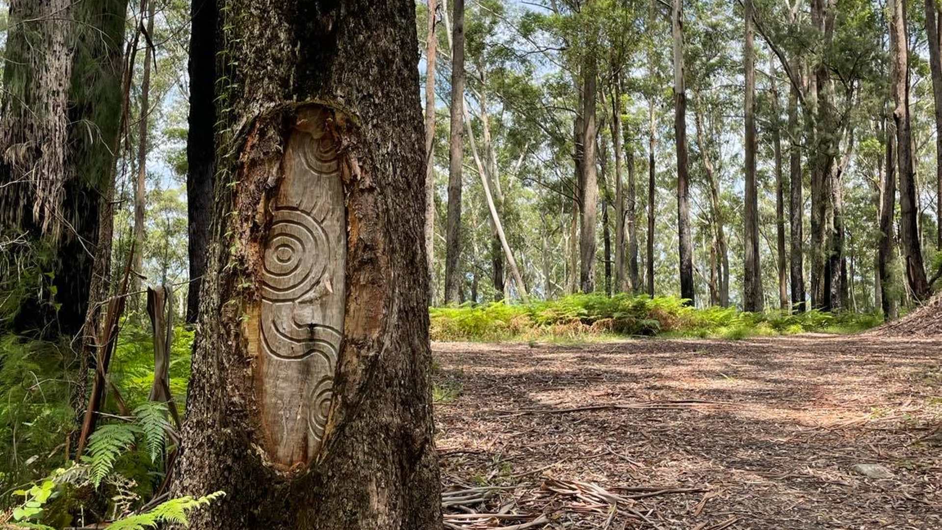 Bulahdelah Mountain Trail