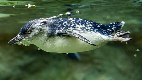 Taronga Zoo Has Just Added a New 24/7 Penguin Live-Stream to Its Online TV Channel