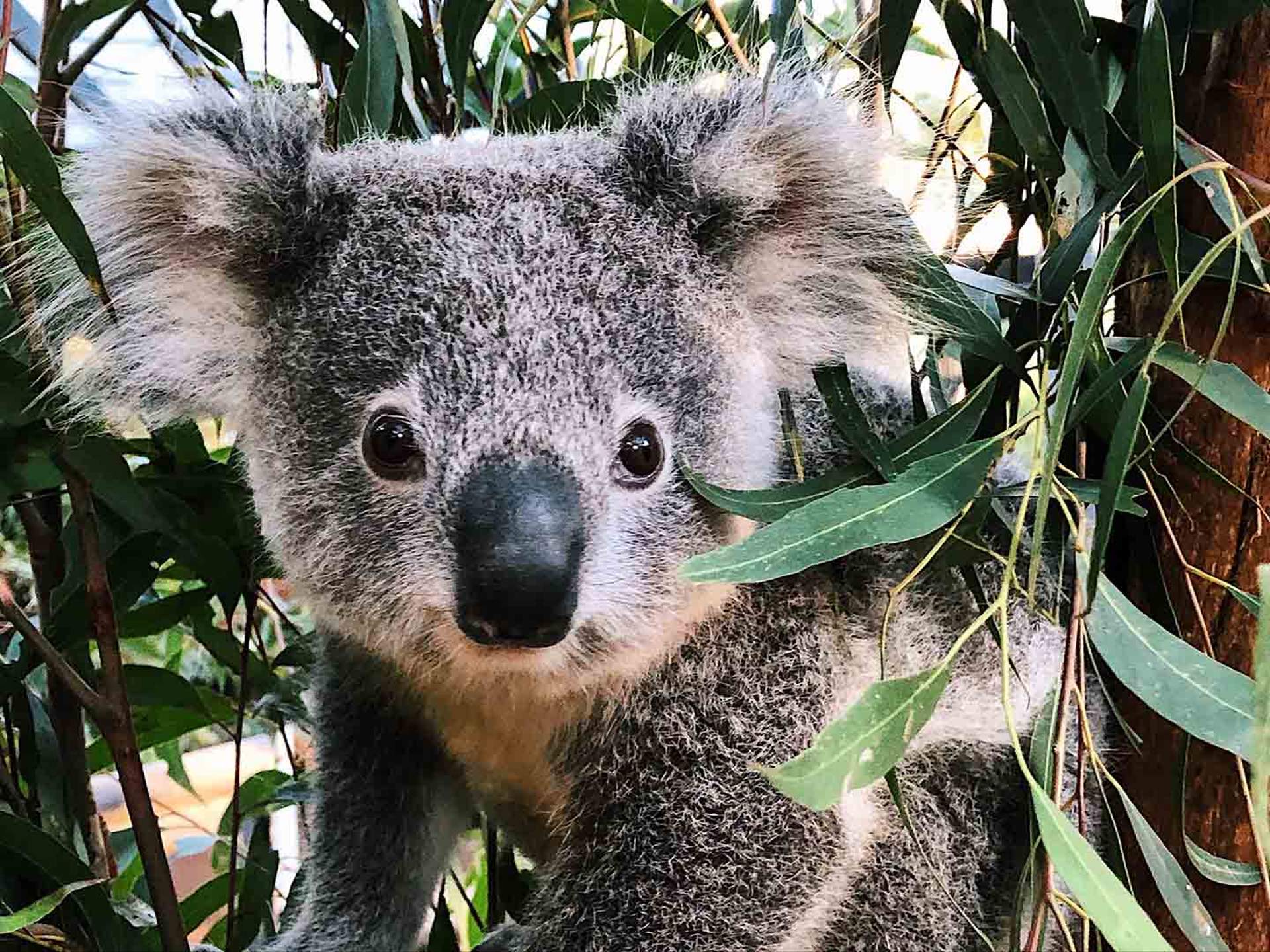 Taronga Zoo Has Released Footage of Its Adorable Koala Joey If Your Day  Could Use Some Cuteness - Concrete Playground