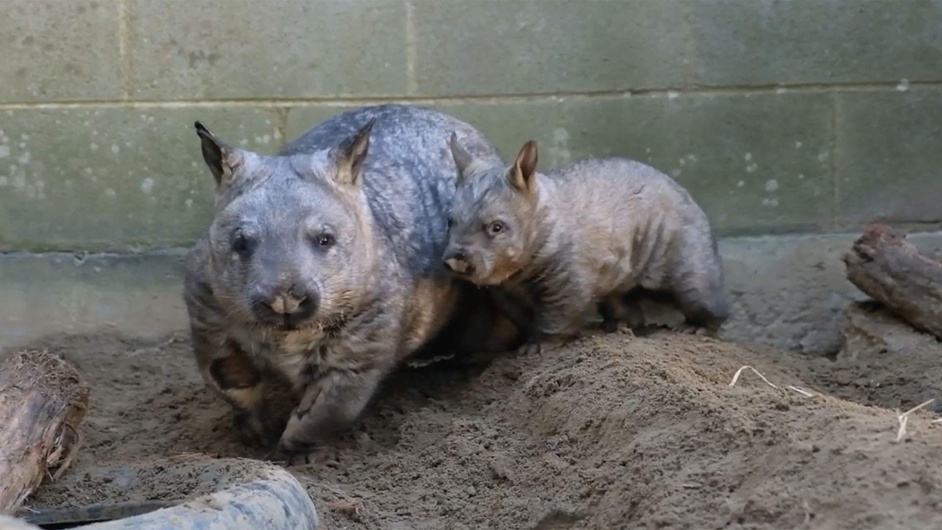 Taronga Zoo Has Welcomed a New Southern Hairy-Nosed Wombat Joey and It's As Adorable As You'd Expect