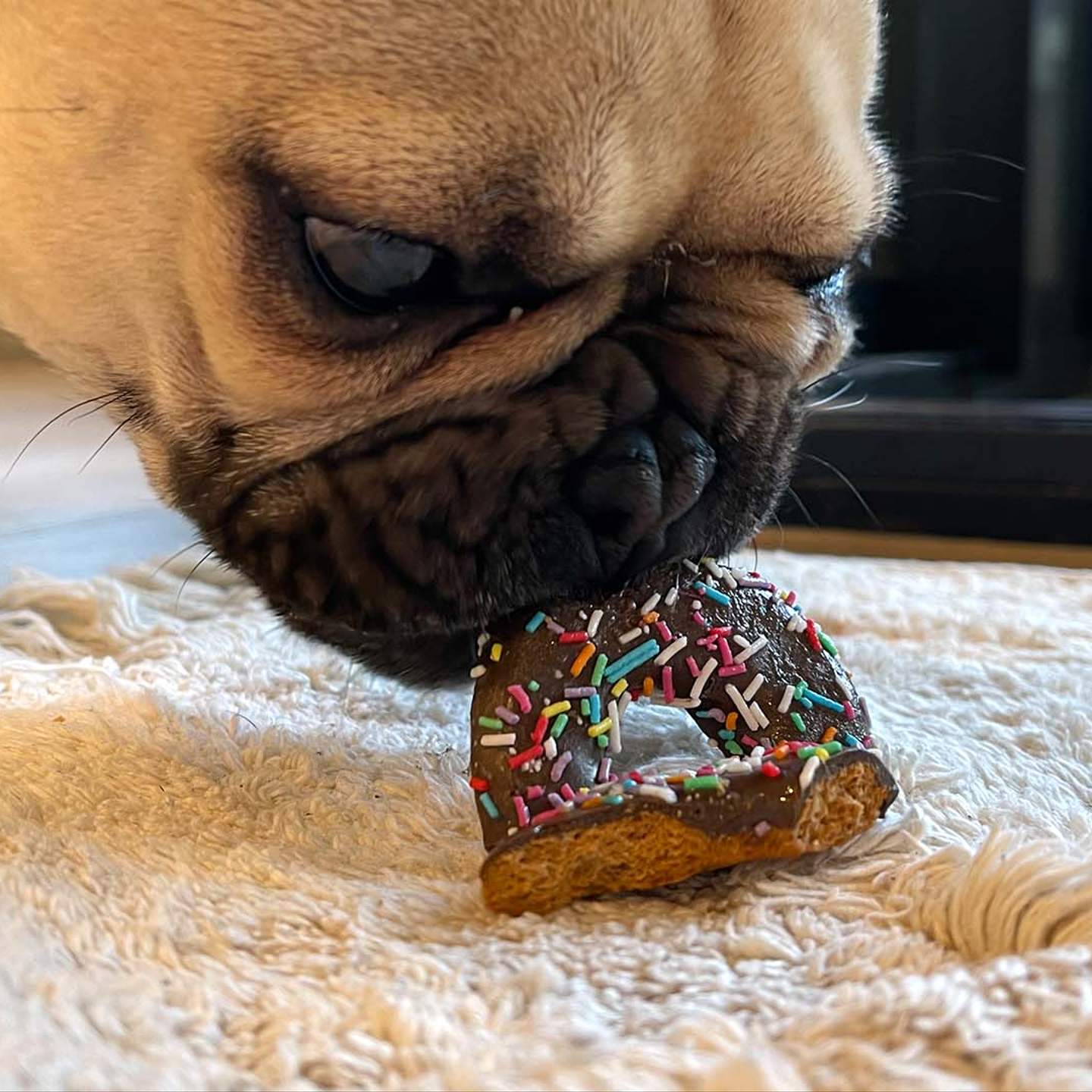 krispy kreme dog treat