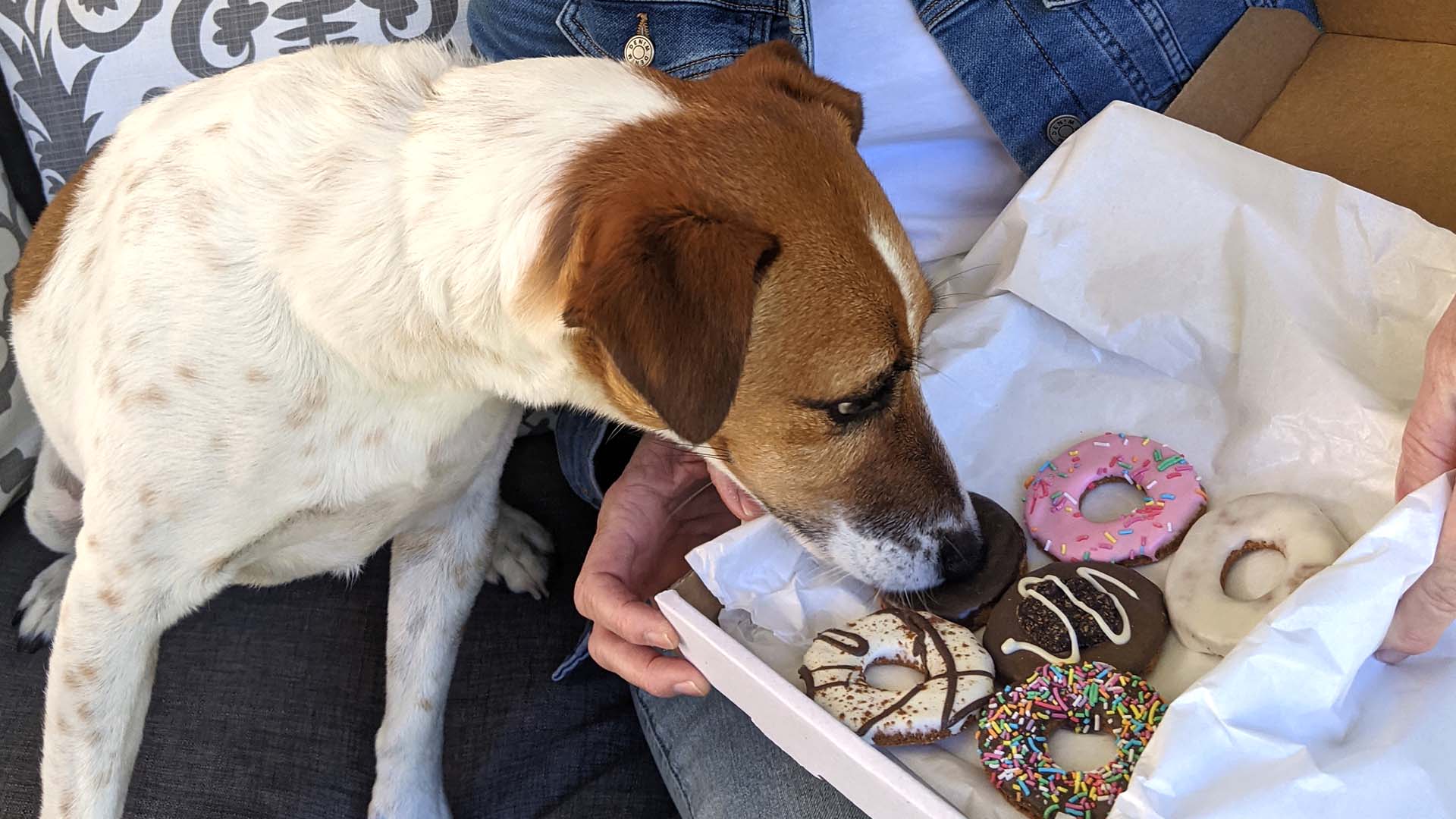 Krispy Kreme Has Just Released a Limited-Edition Range of Doughnut-Inspired Dog Biscuits