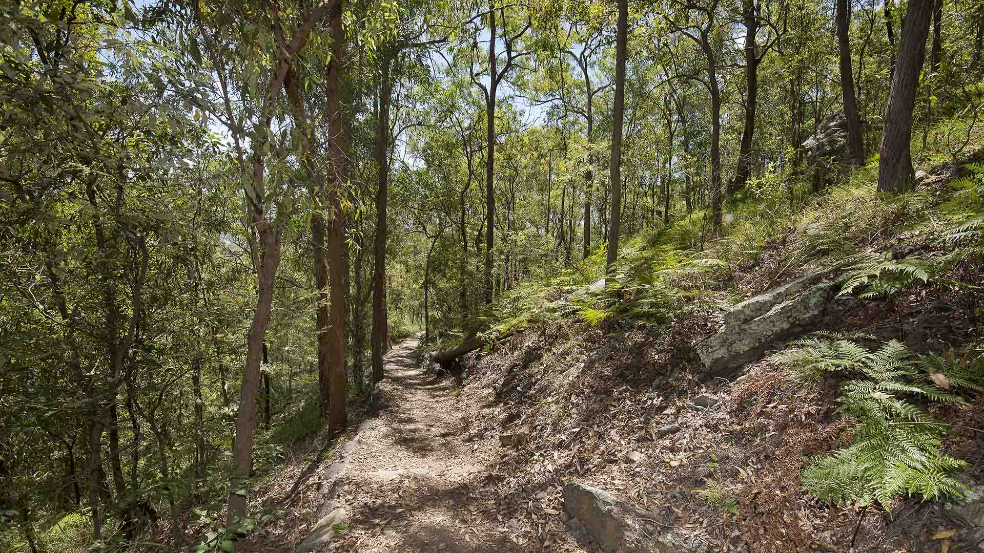 MOUNT GRAVATT OUTLOOK RESERVE - one of the best Queensland hiking trails