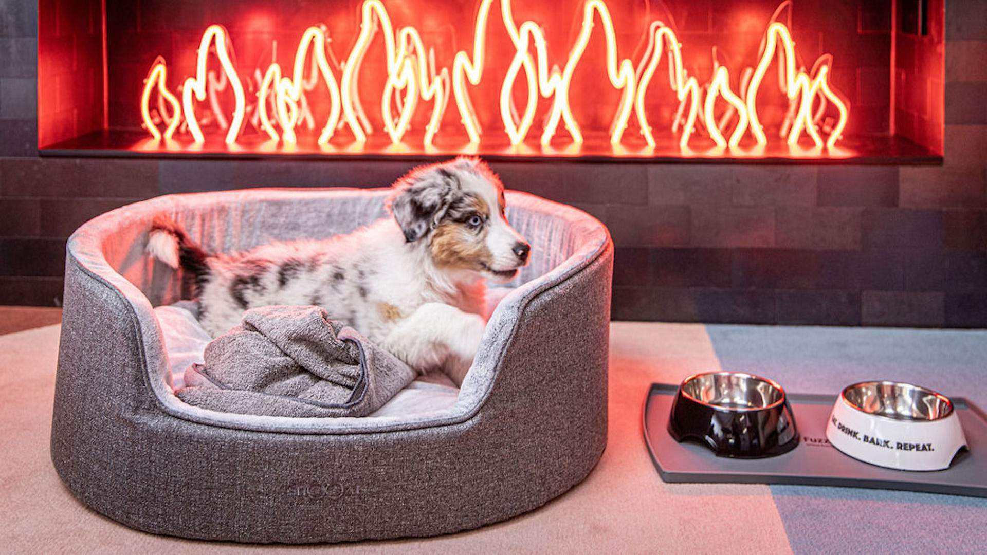 Ovolo Hotels Is Offering Elevated Pooch Packages to Pamper Your Pup This September