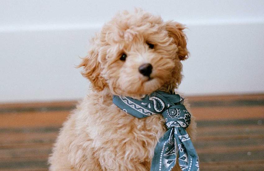 Background image for The Upside Has Released a 'Pupside' Bandana for Dogs and It's Donating the Proceeds to RSPCA NSW