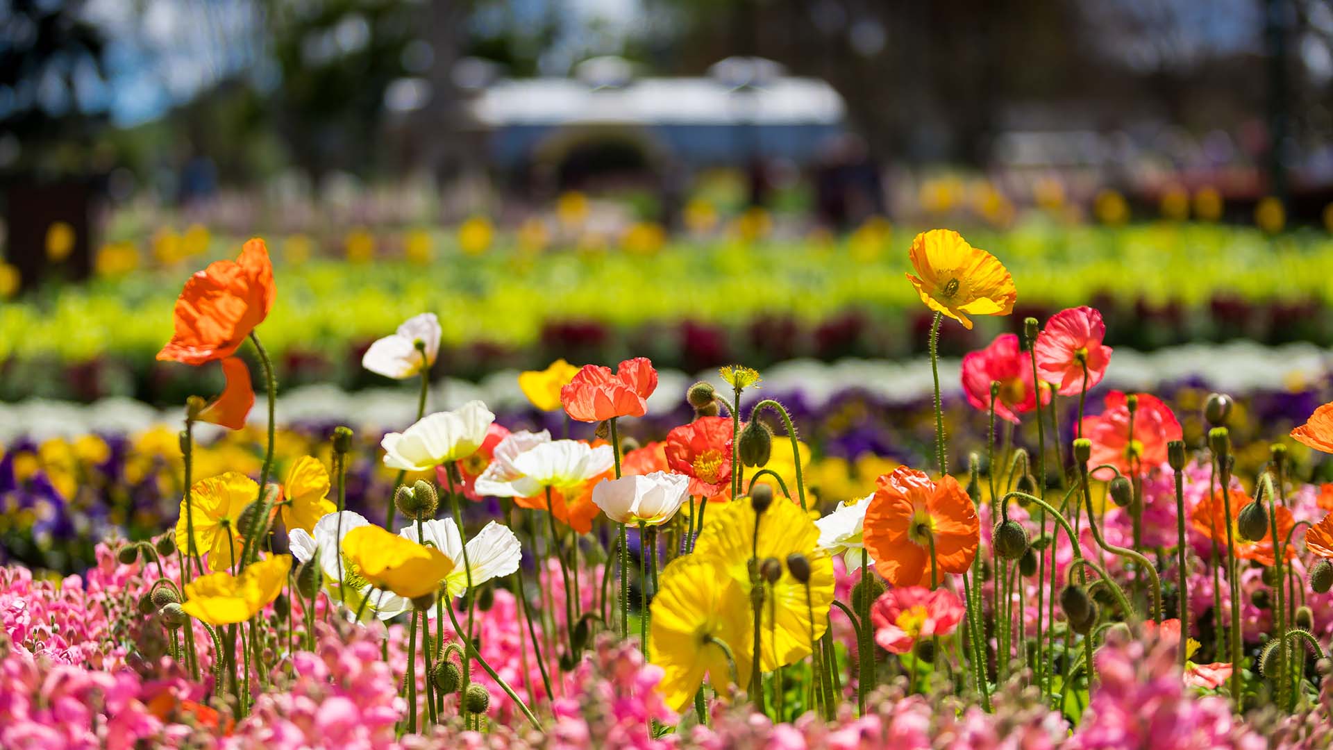 Toowoomba Carnival of Flowers Is Back for 2022 with 190,000 Blooms and a Floral-Inspired Food Trail