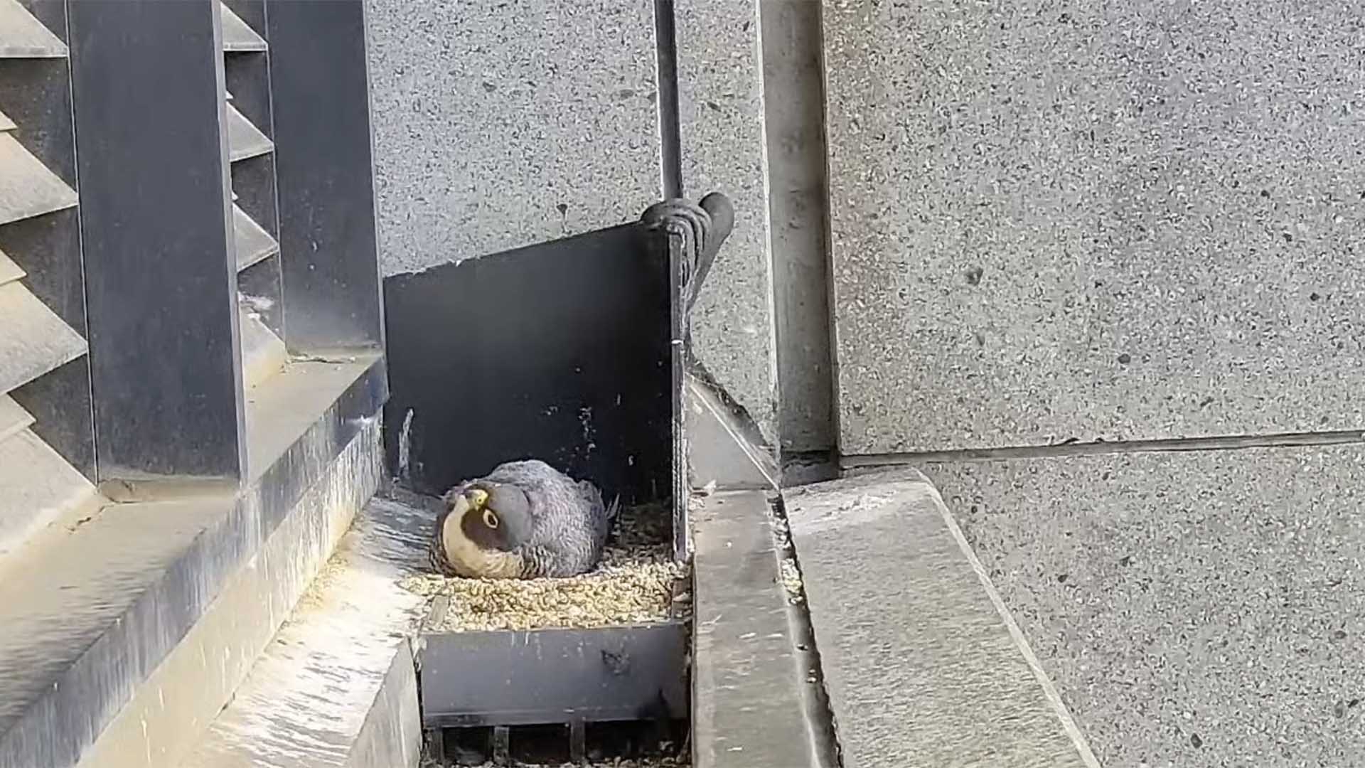 This Adorable Live-Stream Lets You Watch Collins Street's Peregrine Falcons 24/7 