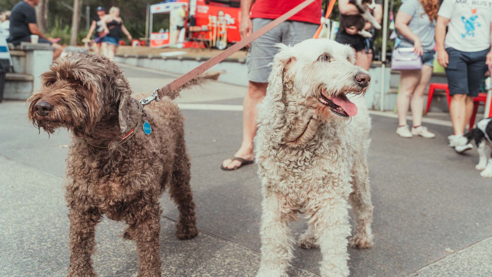 Barktoberfest 2021