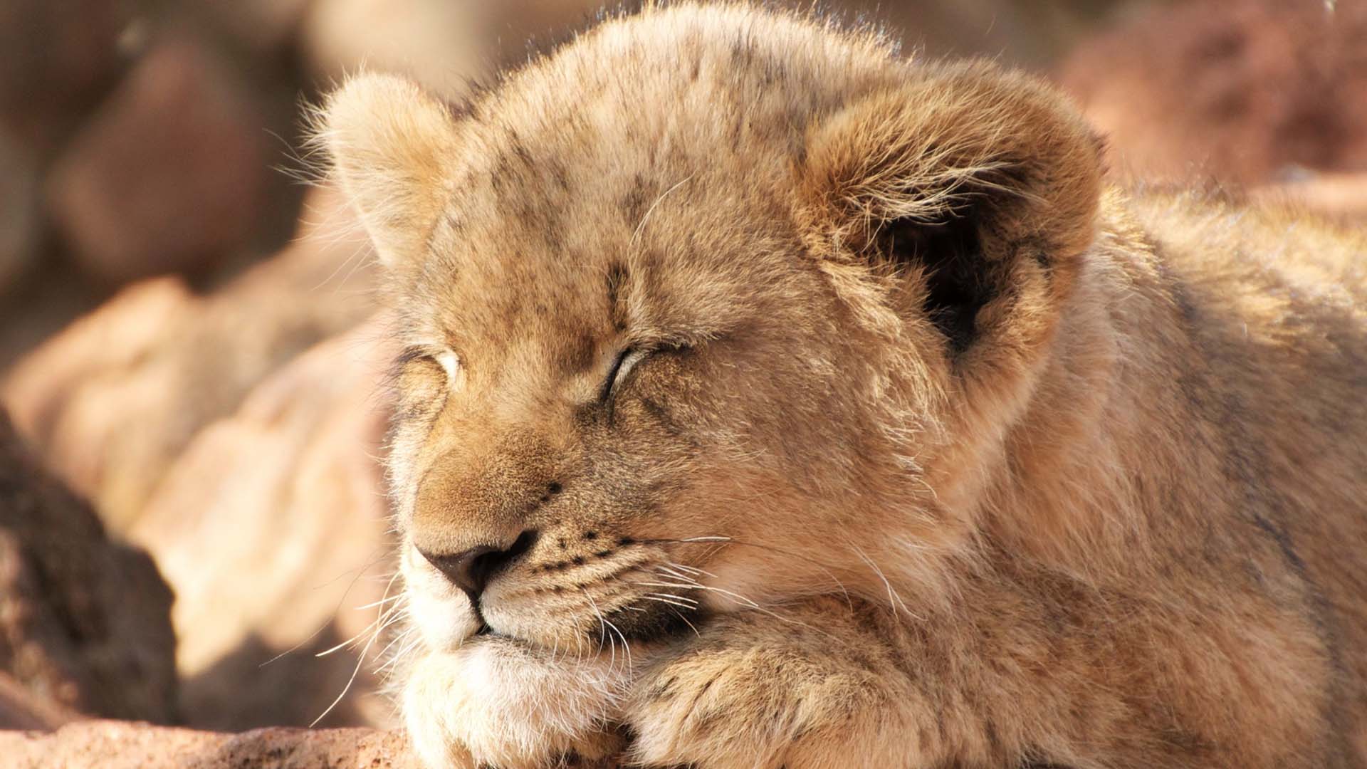 Taronga Zoo Has Just Welcomed Five African Lion Cubs and It's Live-Streaming Them 24/7