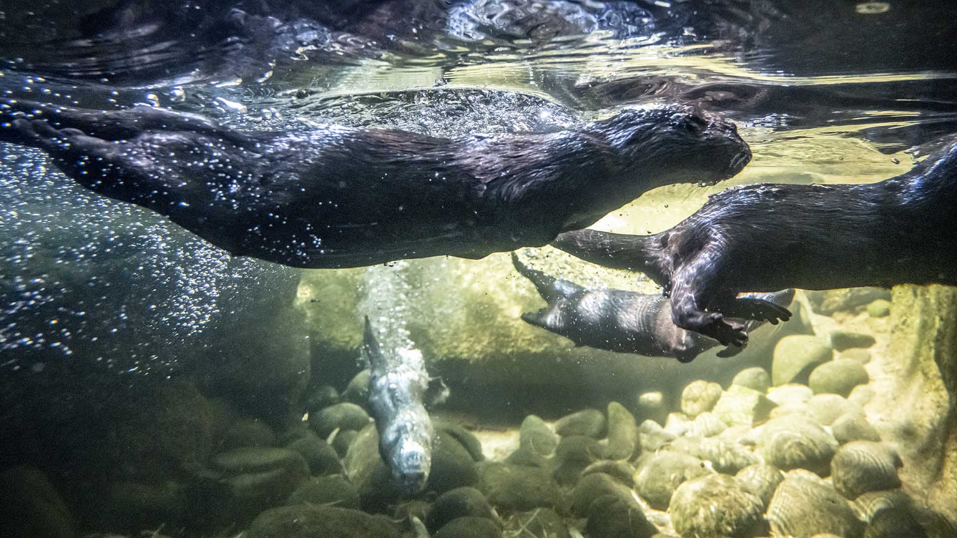 Melbourne Zoo Is Live-Streaming Its Adorable Family of Small-Clawed Otters 24/7 Again