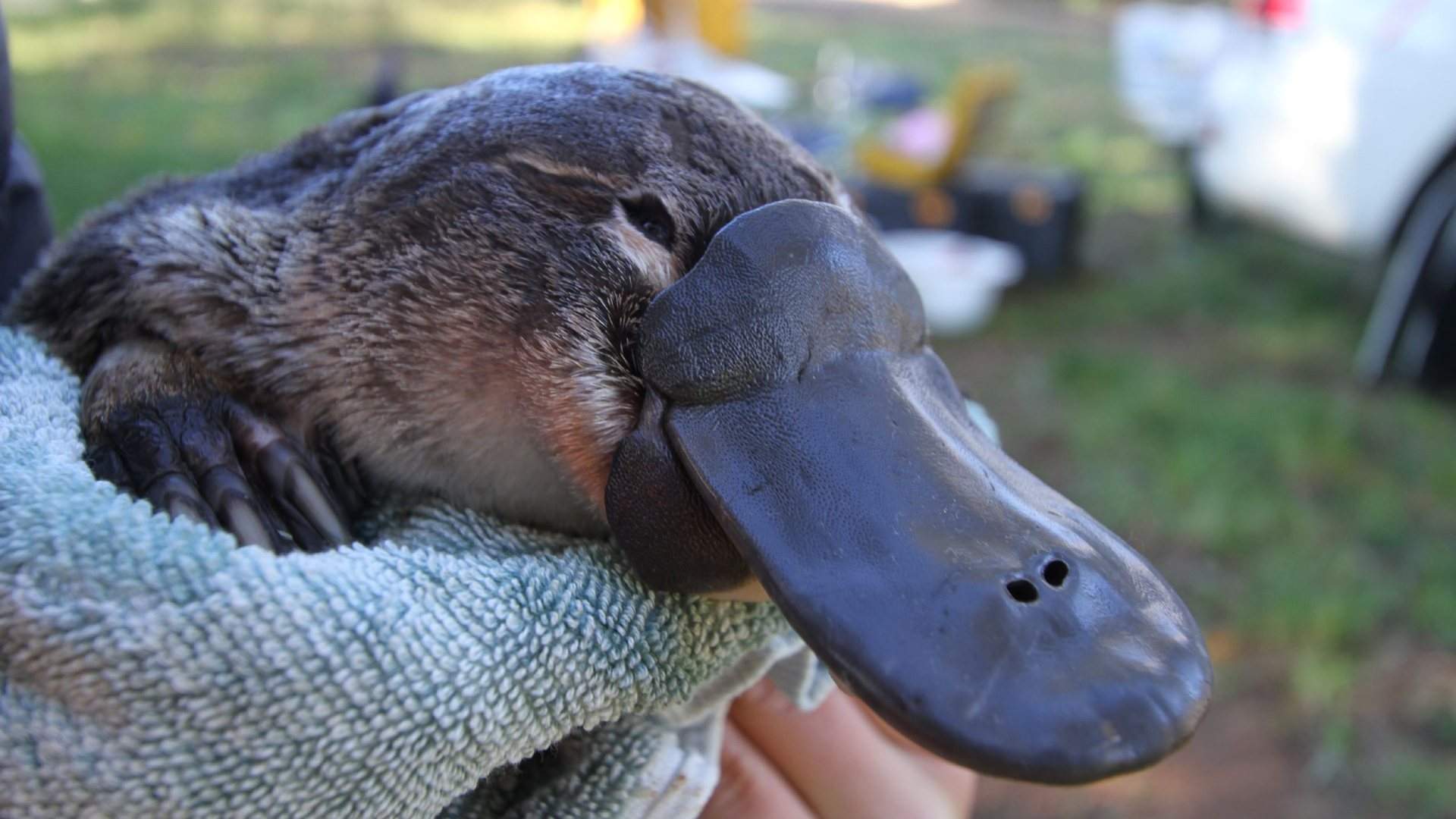 Platypuses Will Be Reintroduced to the Royal National Park for the ...