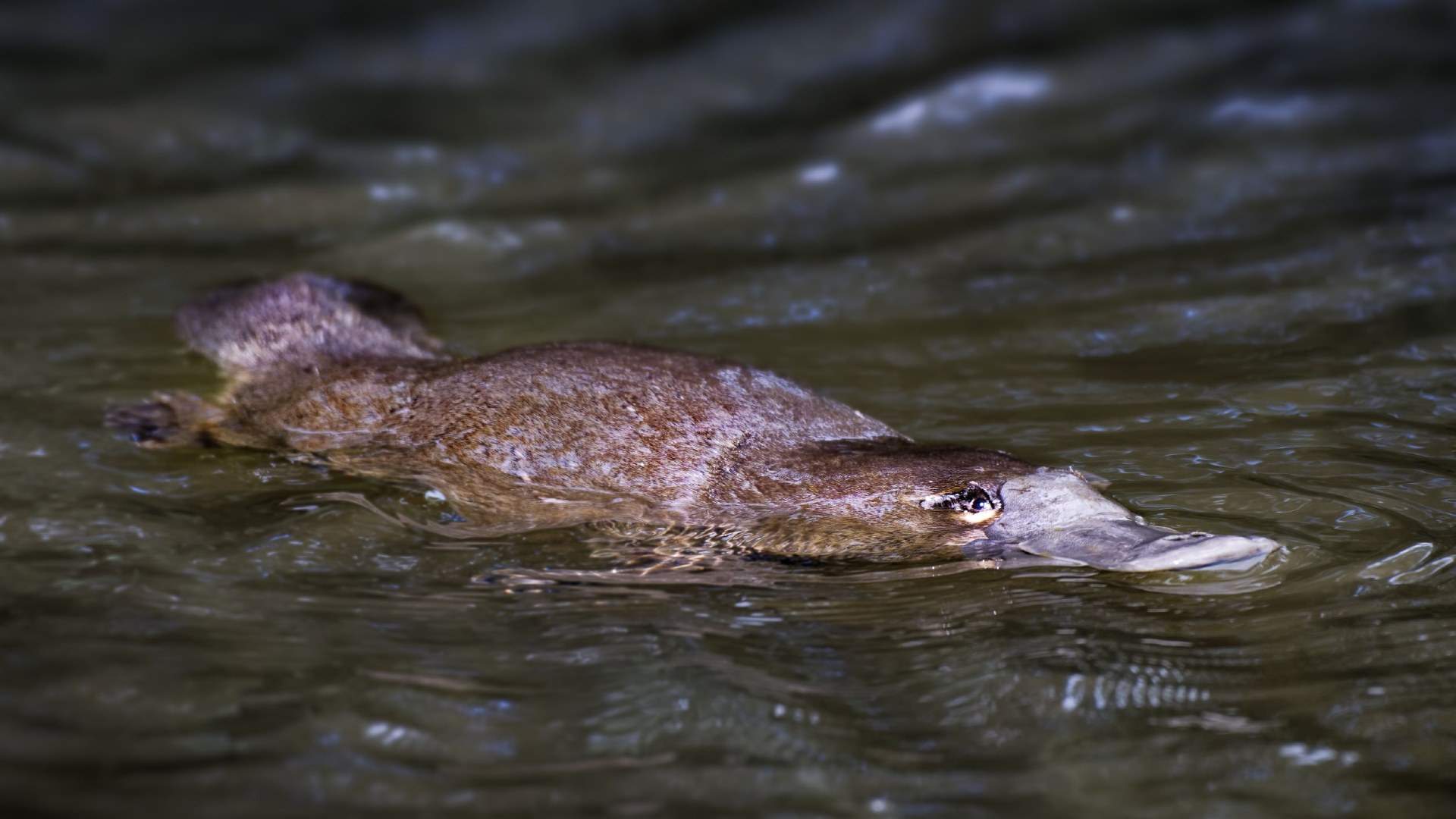 Platypuses Will Be Reintroduced to the Royal National Park for the First Time in Almost 50 Years