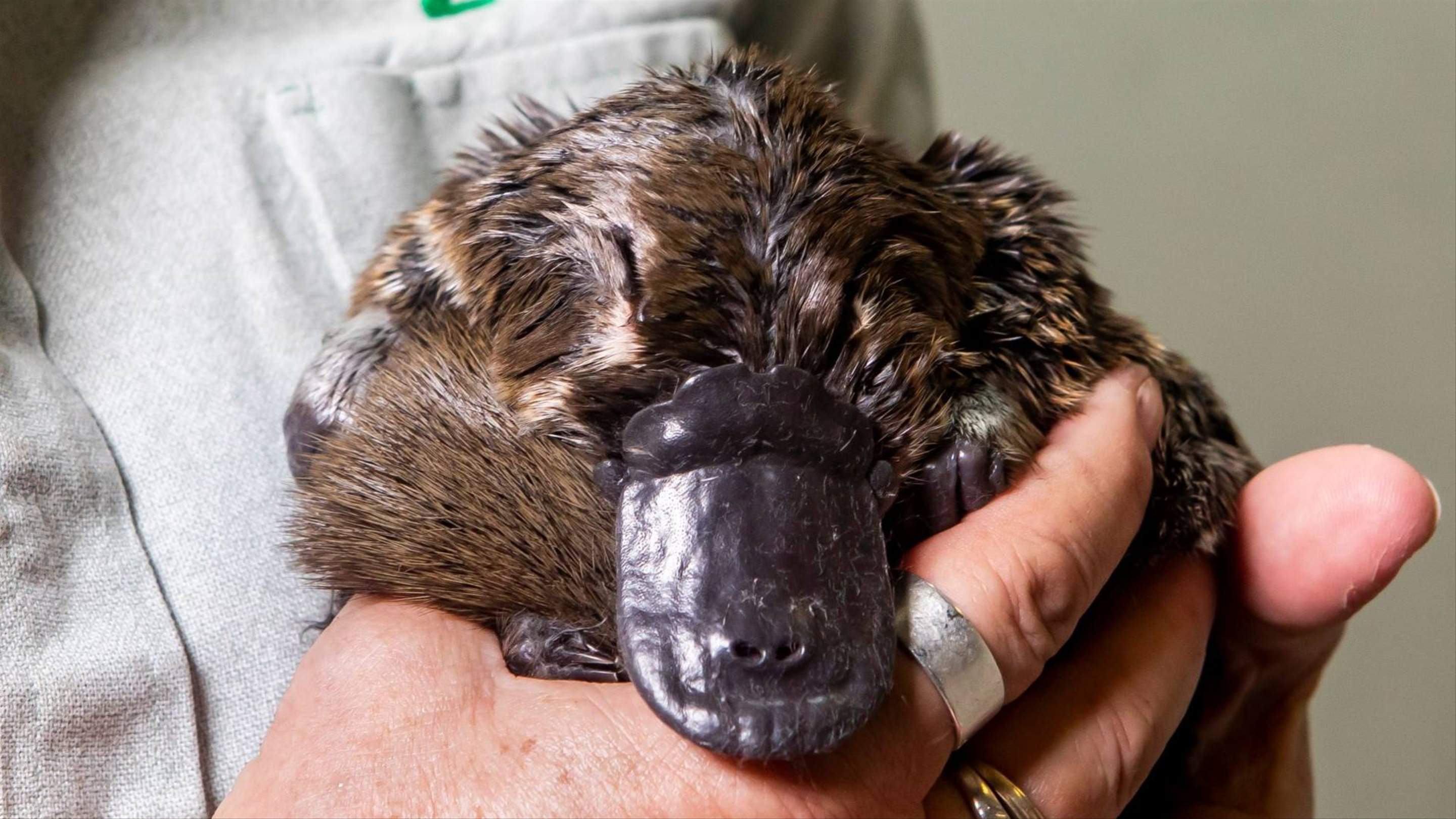 Ten Platypuses Reintroduced To The Royal National Park Are Loving Their 