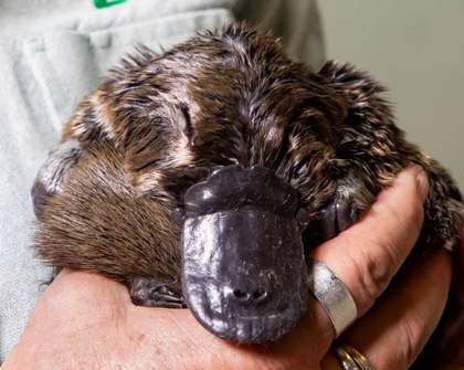 Platypuses Have Been Reintroduced to the Royal National Park for the First Time in 50 Years