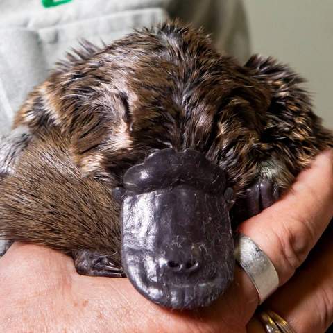 Platypuses Have Been Reintroduced to the Royal National Park for the First Time in 50 Years