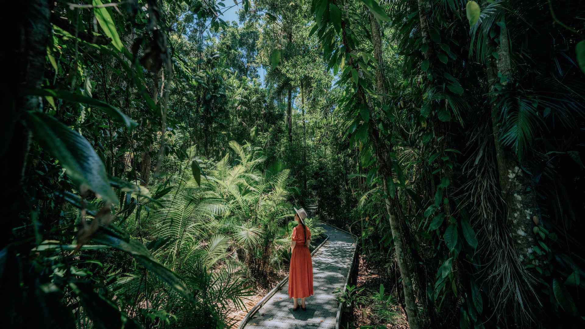 Nine Ways to Explore the Rainforest Responsibly in Tropical North Queensland Concrete Playground