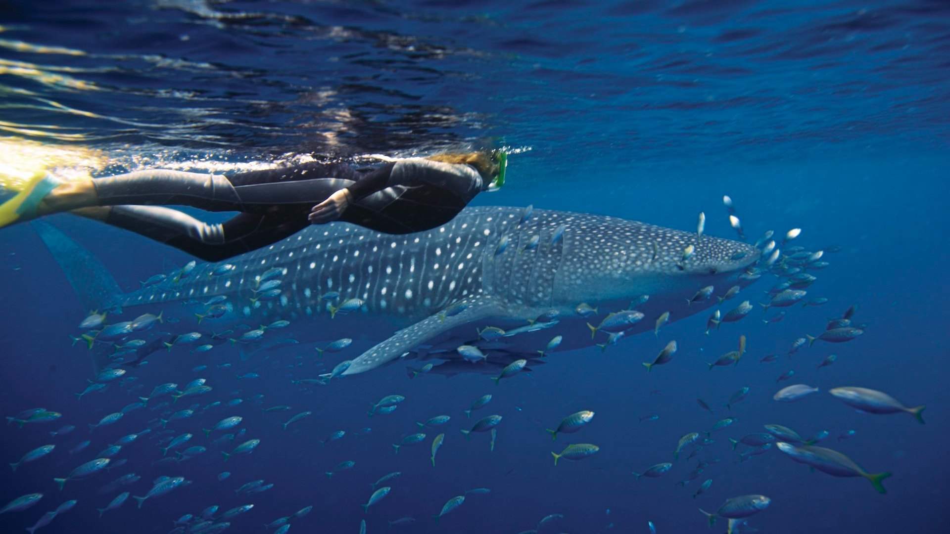 Ningaloo Whale Shark Swim Tour Concrete Playground