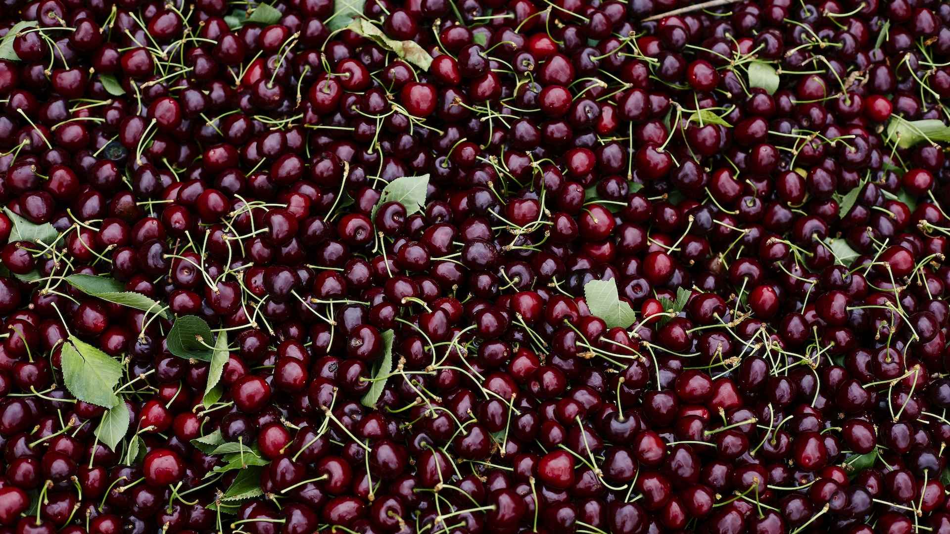 The Victorian Cherry Trail Will Feature Eight Orchards and Cherry Ice-Cream This Year