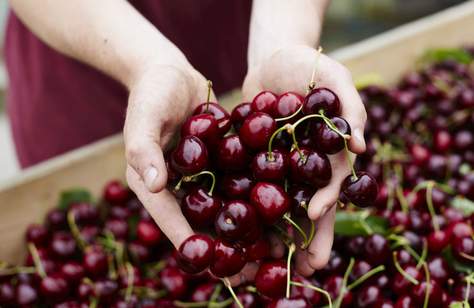 The Victorian Cherry Trail Will Feature Eight Orchards and Cherry Ice-Cream This Year