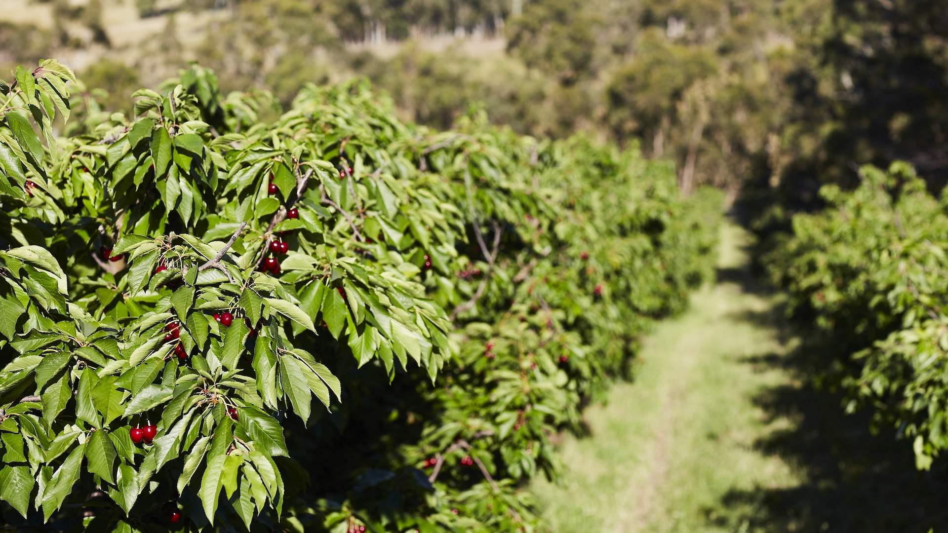 The Victorian Cherry Trail Will Feature Eight Orchards and Cherry Ice-Cream This Year