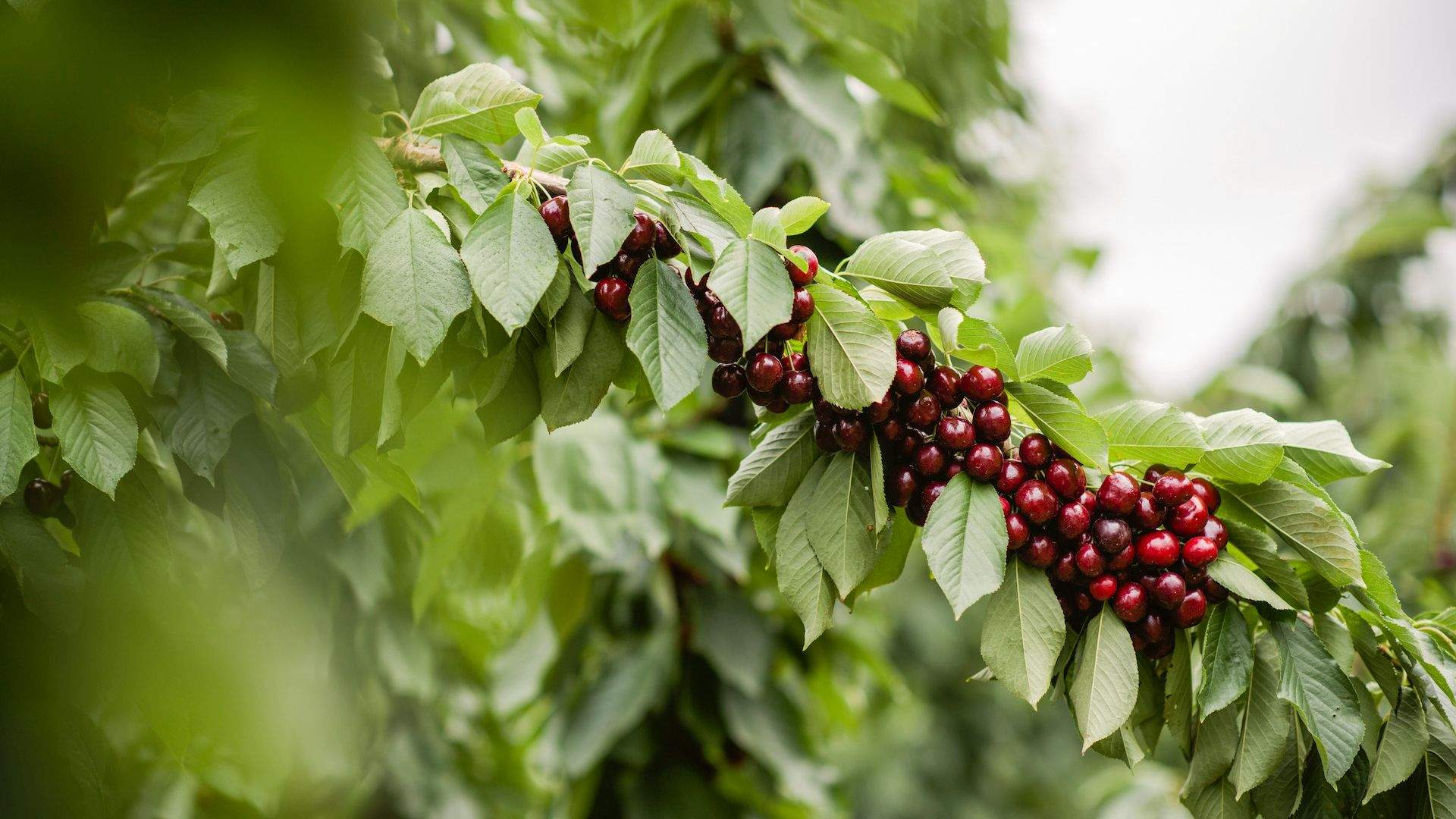 CherryHill Orchards Cherry Picking Festival 2021