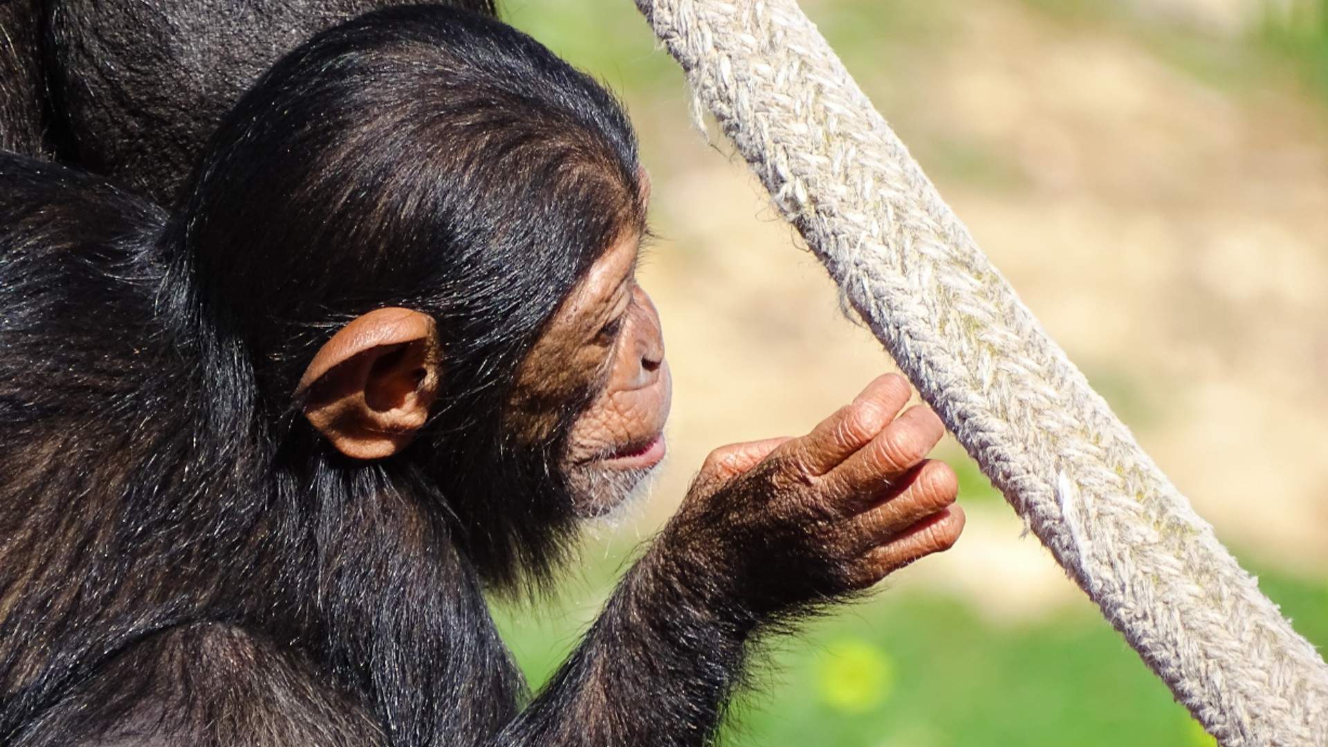 Wellington Zoo Has Just Welcomed a New Chimpanzee Baby