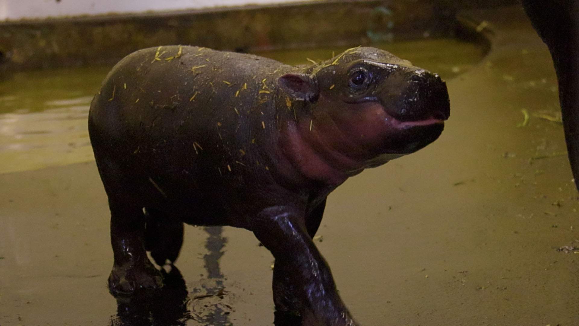 Taronga Zoo Has Released Footage of Its New Pygmy Hippo Calf to Give Your Day a Super-Cute Boost