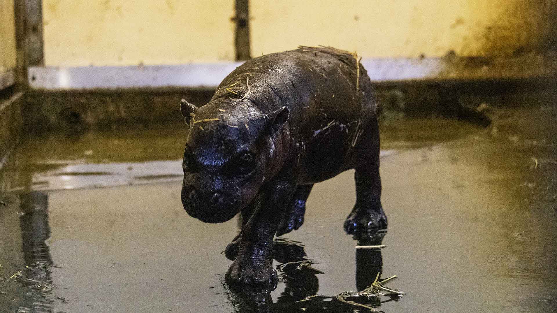 Taronga Zoo Has Released Footage of Its New Pygmy Hippo Calf to Give Your Day a Super-Cute Boost