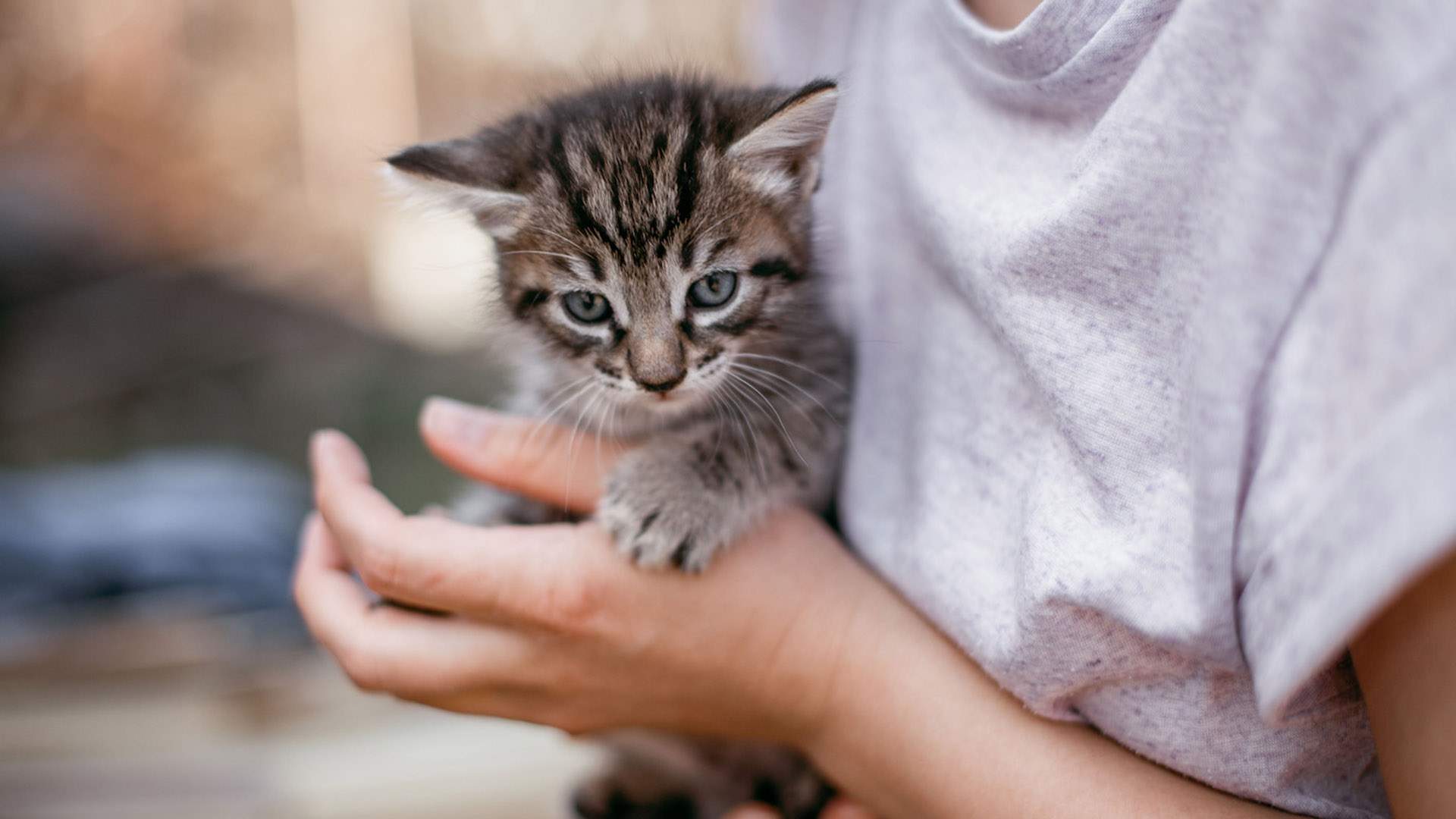 Victoria's Cat Protection Society Wants You to Become Its Official 'Cat Cuddler'