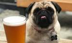 The Best Dog-Friendly Watering Holes Around Auckland