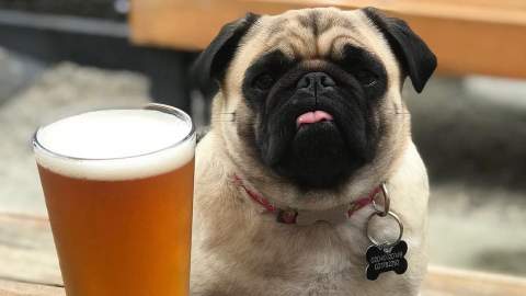 The Best Dog-Friendly Watering Holes Around Auckland