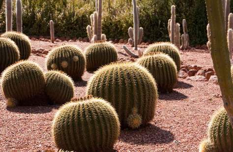 Bevan's Cactus Nursery