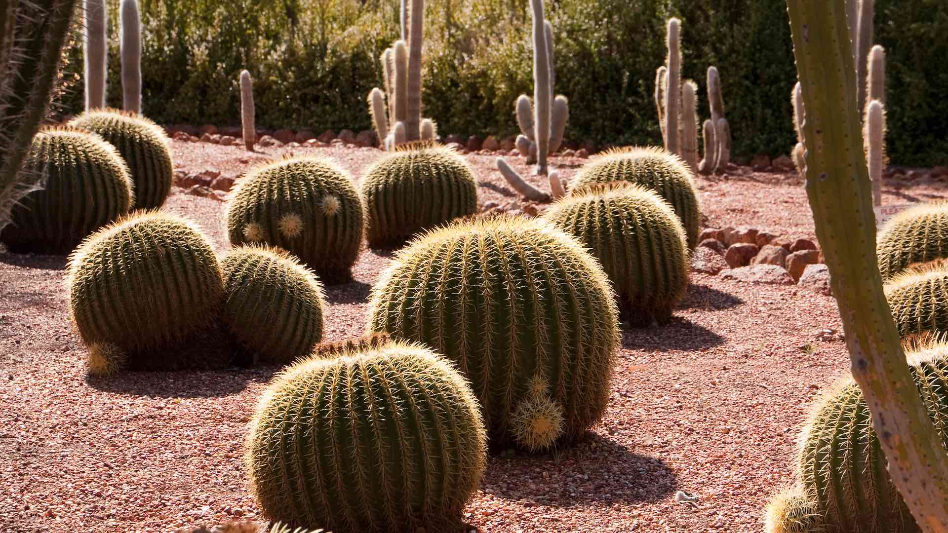 Bevan's Cactus Nursery