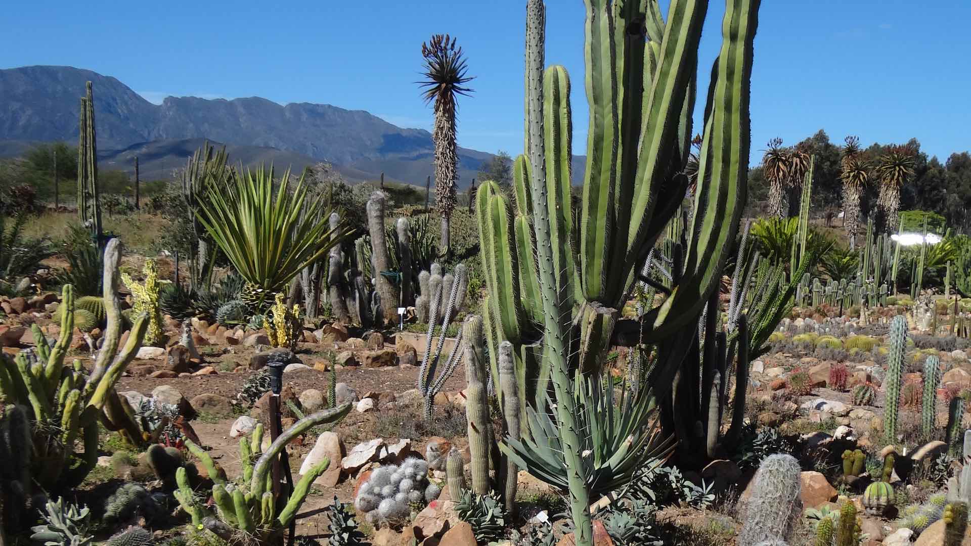 Cactus farm with various types of cacti