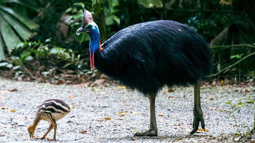 The Community for Coastal and Cassowary Conservation