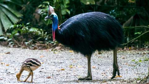 The Community for Coastal and Cassowary Conservation