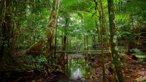 Eight Ways to Explore the Rainforest From Top to Bottom in Tropical North Queensland