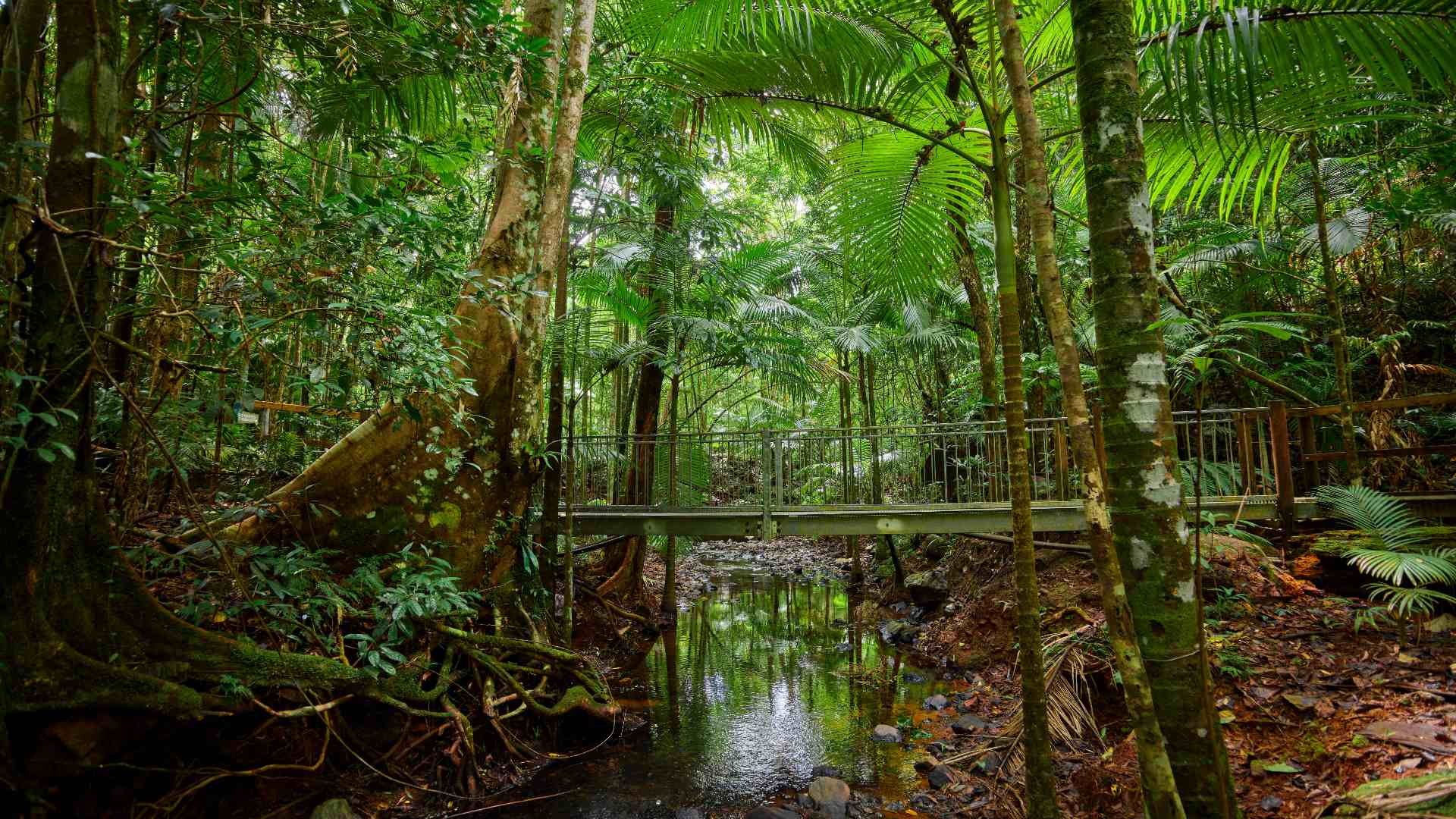 Eight Ways to Explore the Rainforest From Top to Bottom in Tropical North Queensland