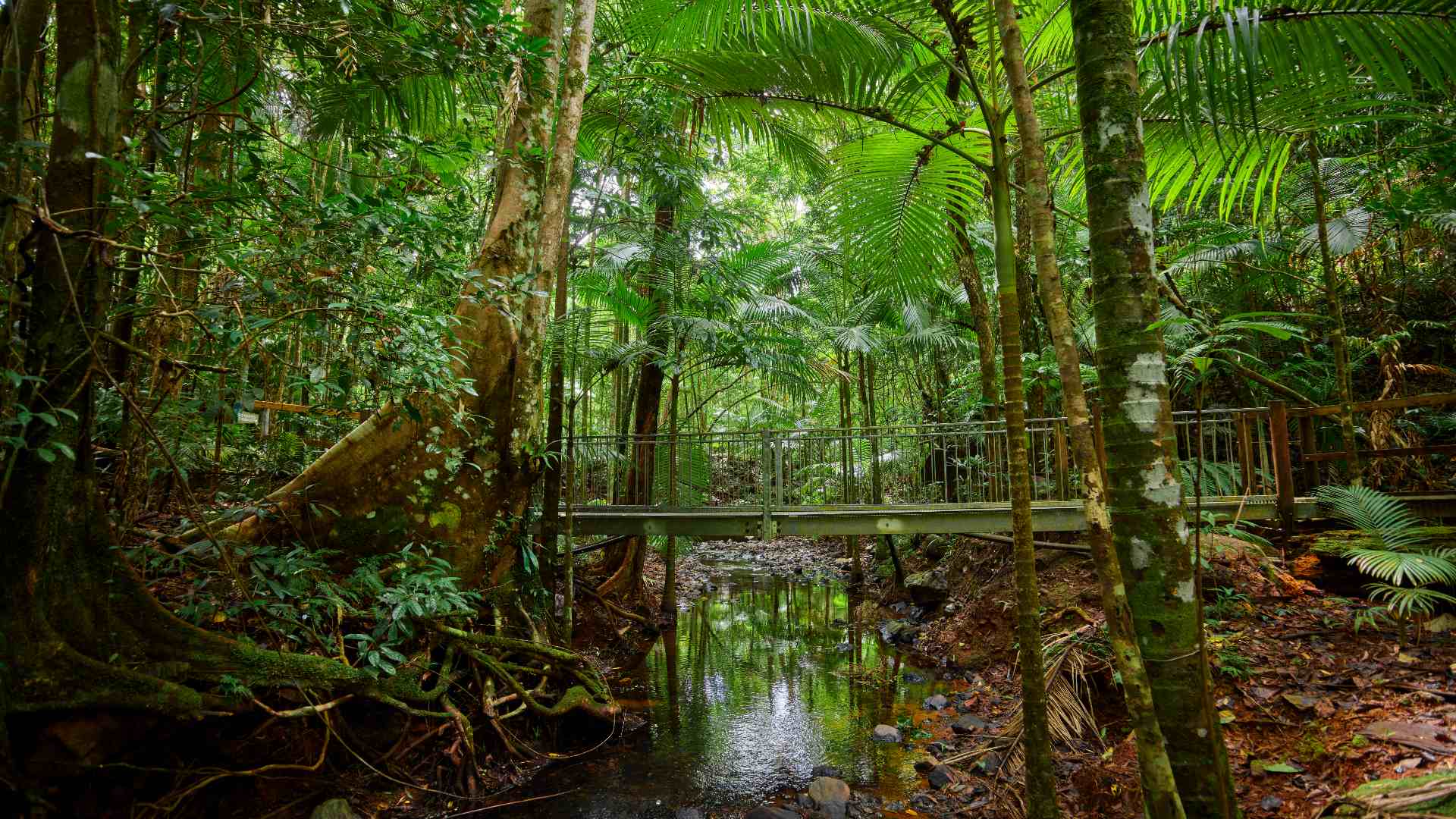 Eight Ways to Explore the Rainforest From Top to Bottom in Tropical North Queensland Concrete