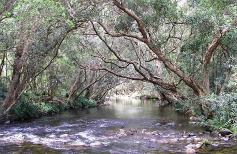 Gloucester River Walking Track and Campground