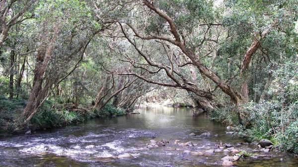 Gloucester River NSW