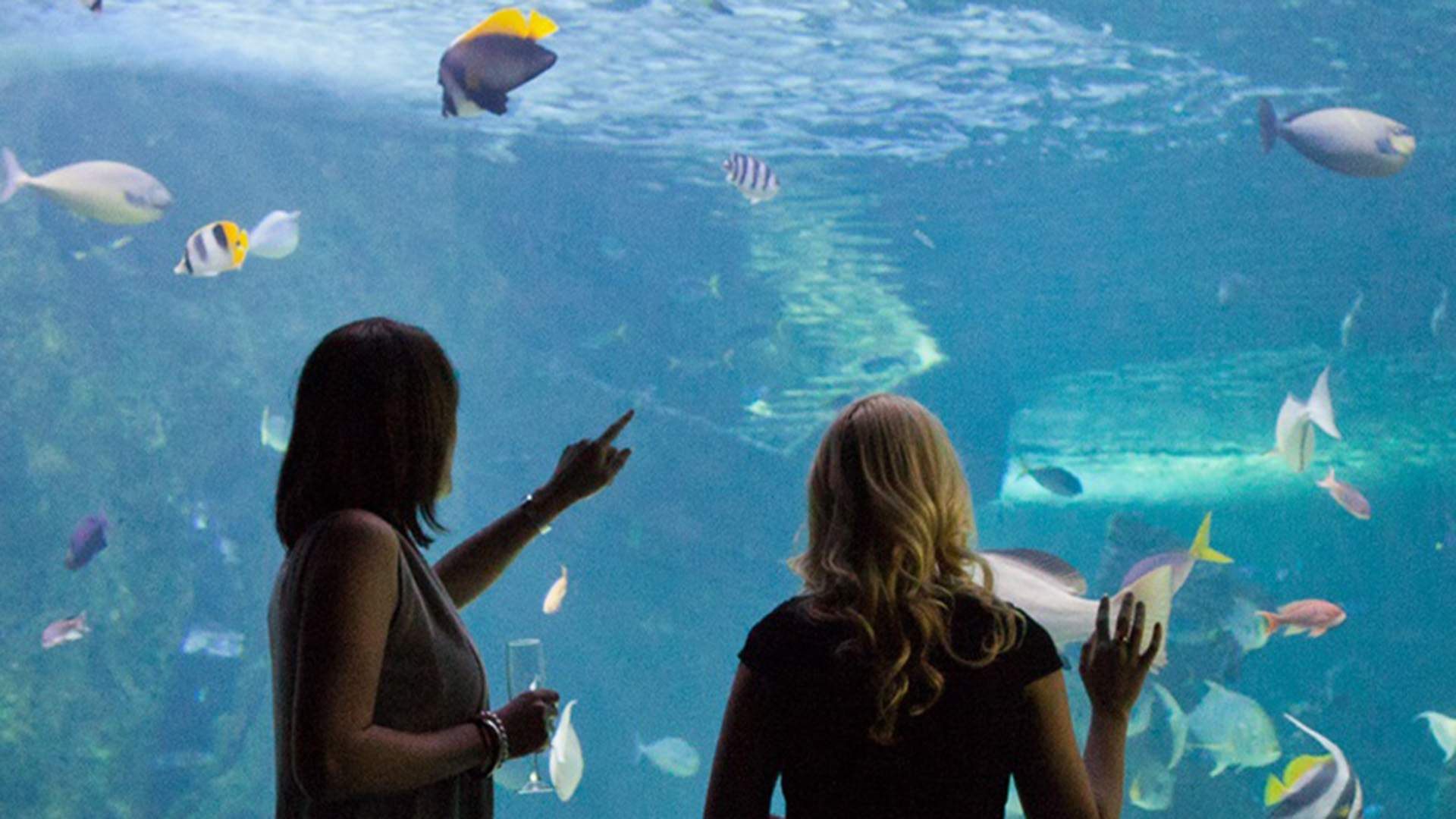 Sea Life Aquarium's 'Little Mermaid'-Themed Cocktail Parties Will Get You Sipping (Almost) Under the Sea