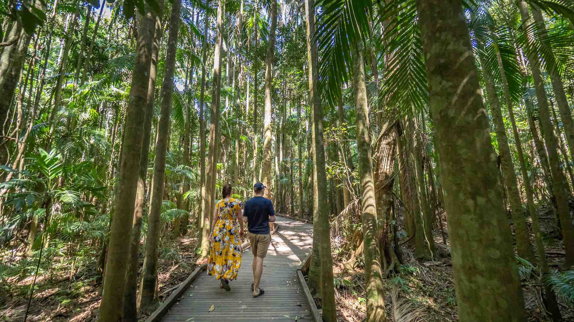 People walking through rainforest in Sunshine Coast Hinterland