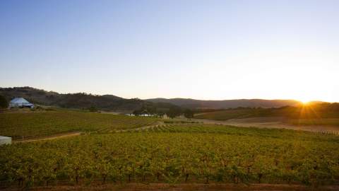 Vineyards at sunrise in Pyrenees region, Victoria