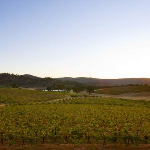 Vineyards at sunrise in Pyrenees region, Victoria