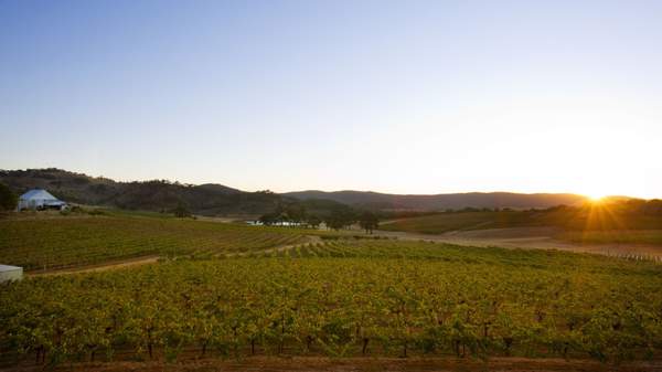 Vineyards at sunrise in Pyrenees region, Victoria