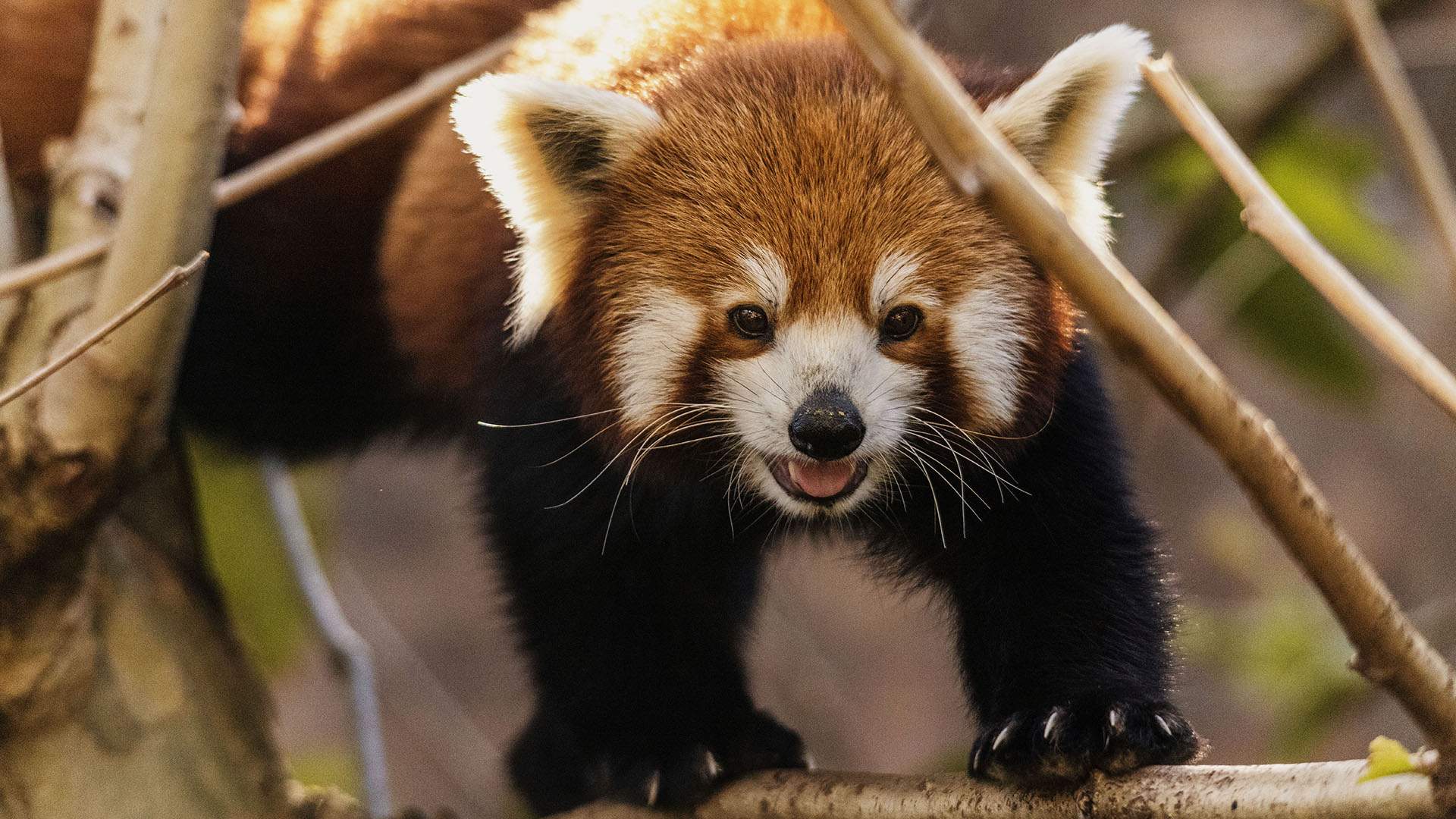 Taronga Zoo Has Just Welcomed Two Adorable Red Panda Cubs and You Can Watch Them From Home