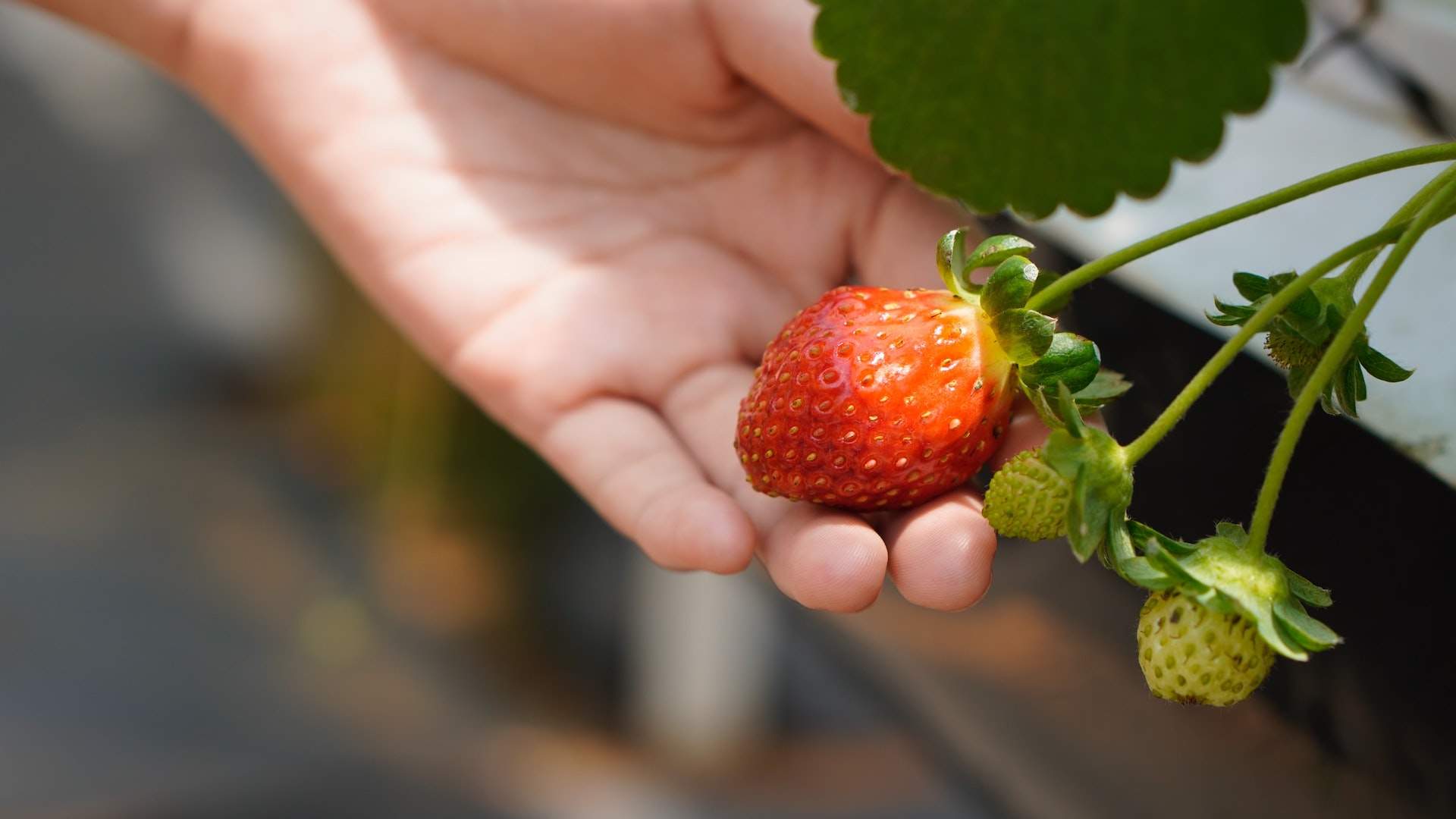 Hand picking strawberry from vine