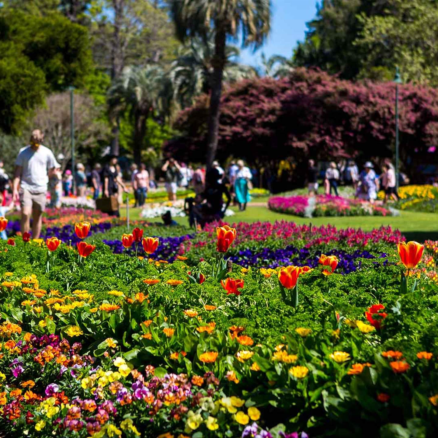 Toowoomba Carnival of Flowers: Everything to Know