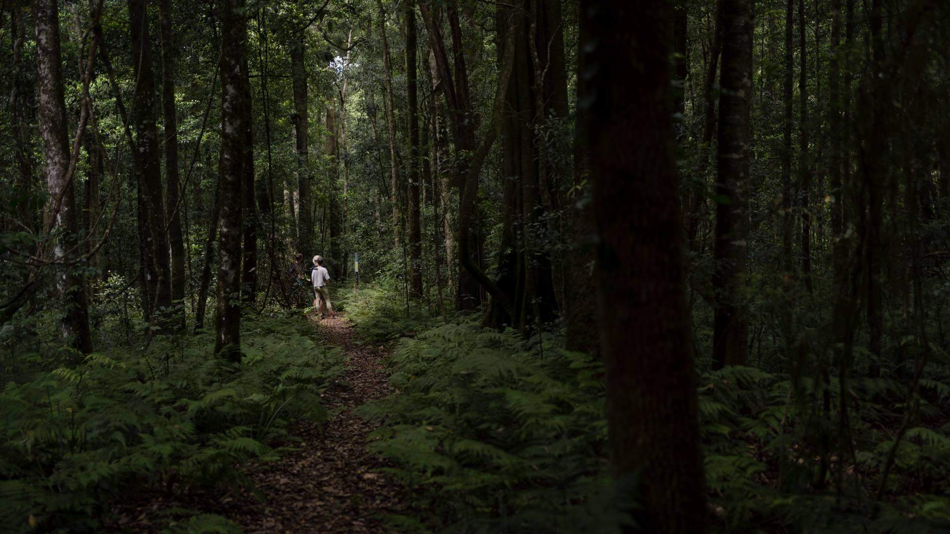 Two people bushwalking through dense forest